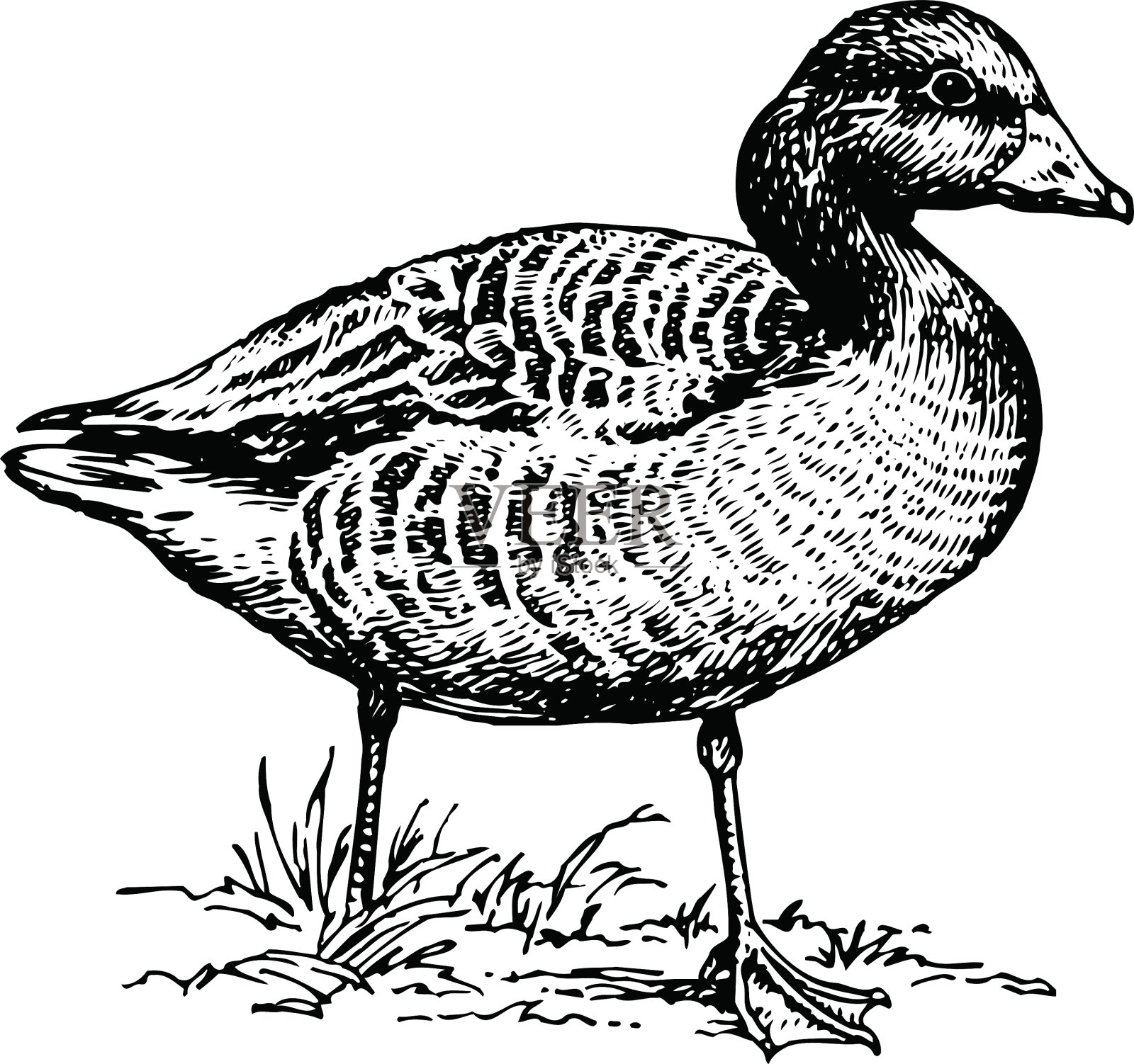 鸟安瑟插画图片素材