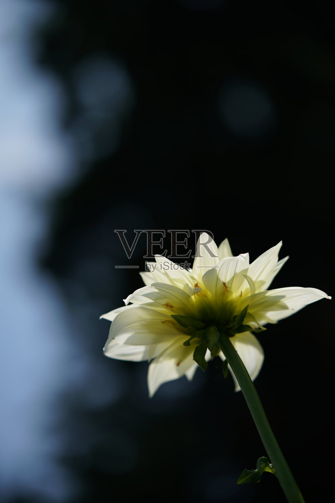 大丽花-淡霜照片摄影图片