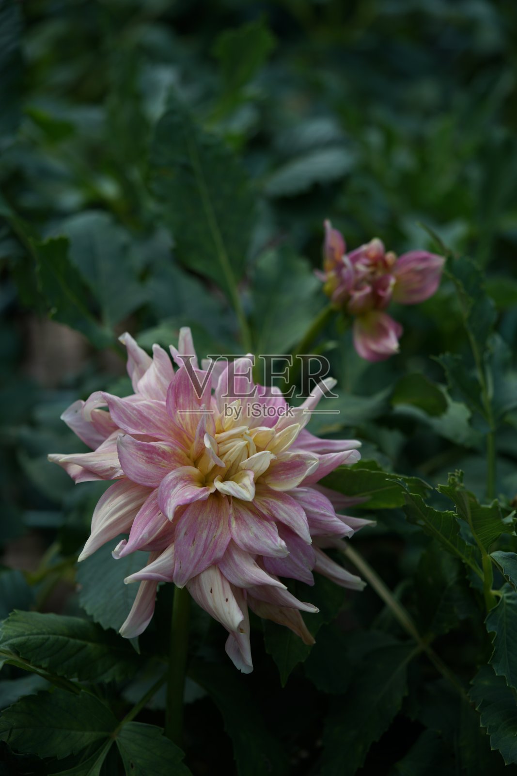 大丽花-白色和淡紫色照片摄影图片