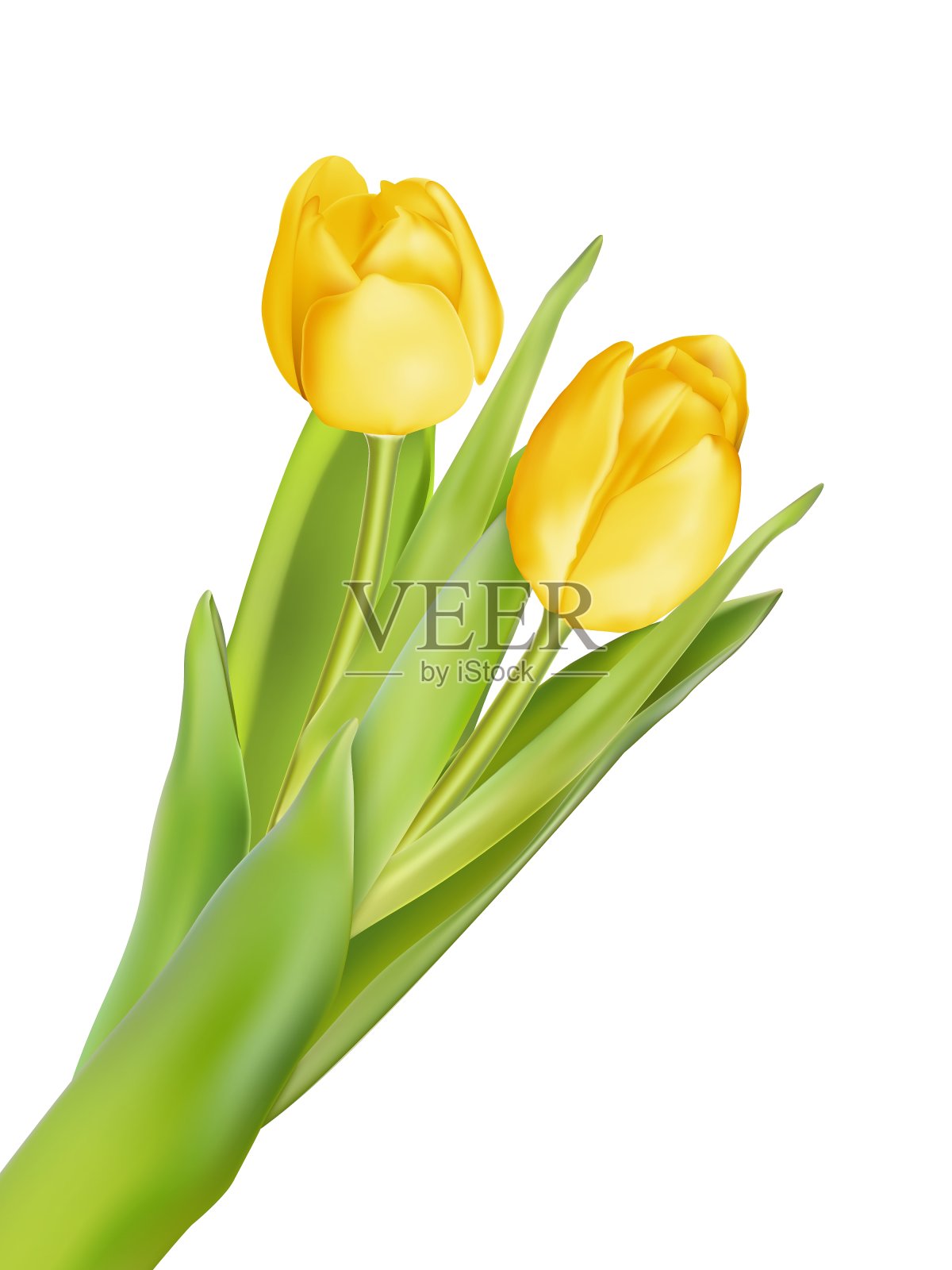 郁金香装饰背景EPS 10设计元素图片