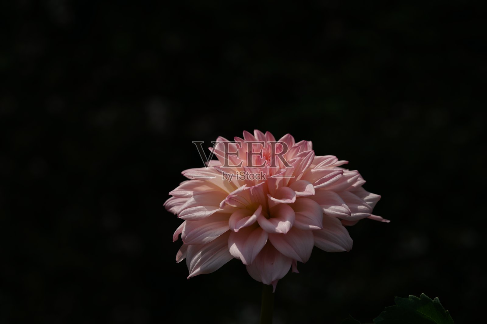 大丽花-淡粉色照片摄影图片