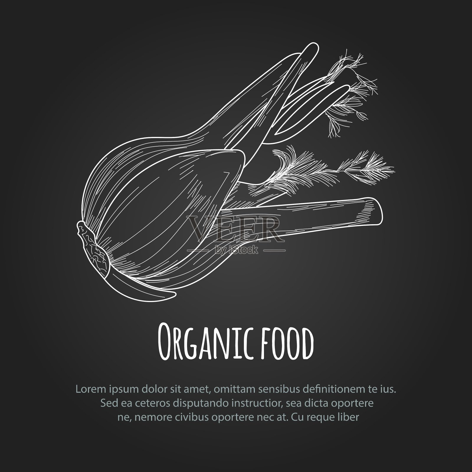 手绘茴香在白色的背景插画图片素材