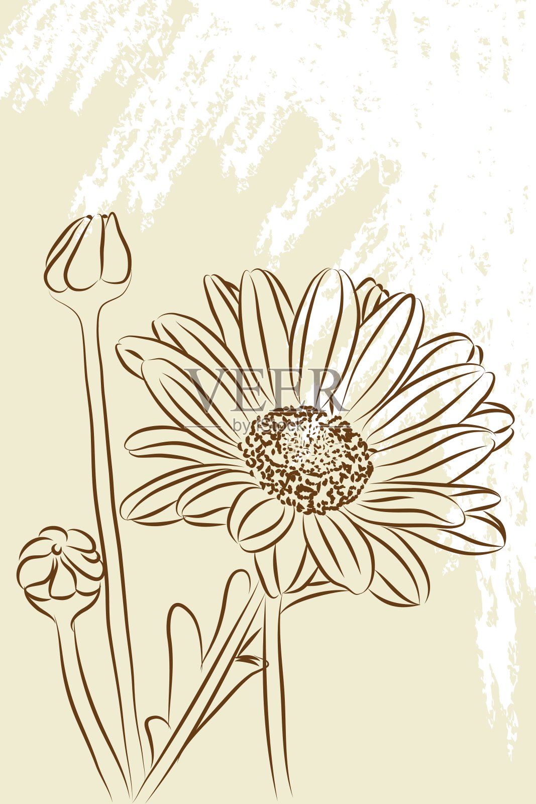 美丽的菊花插画图片素材