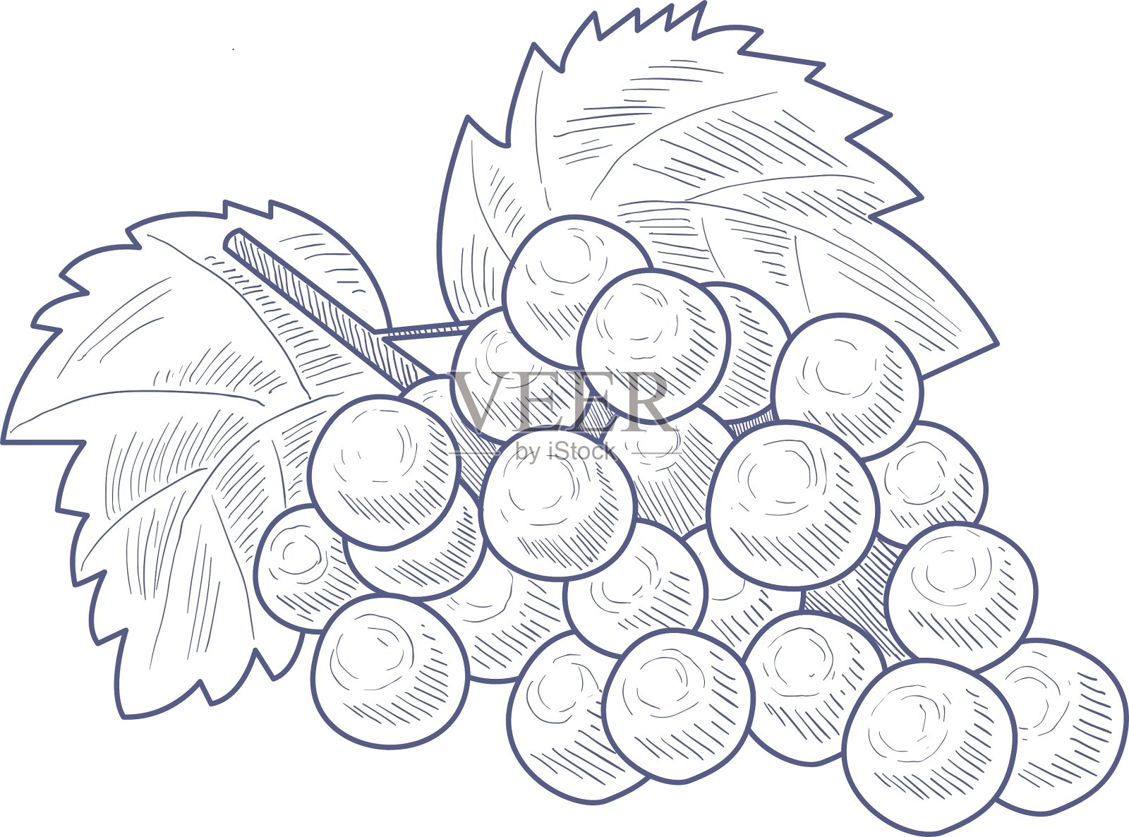 鲜葡萄手绘素描插画图片素材