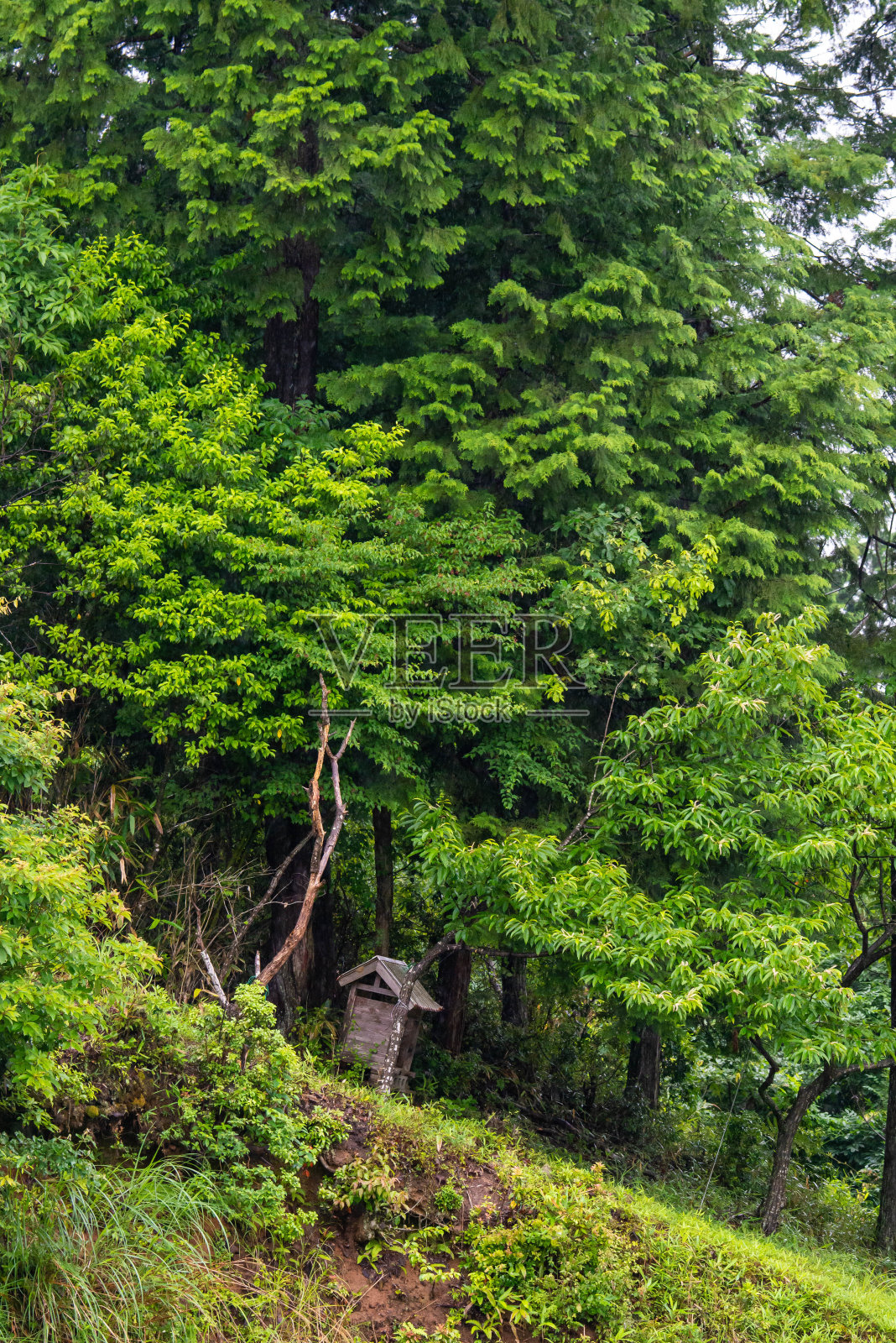 一个有美丽的绿树和新鲜的绿色的小神龛照片摄影图片