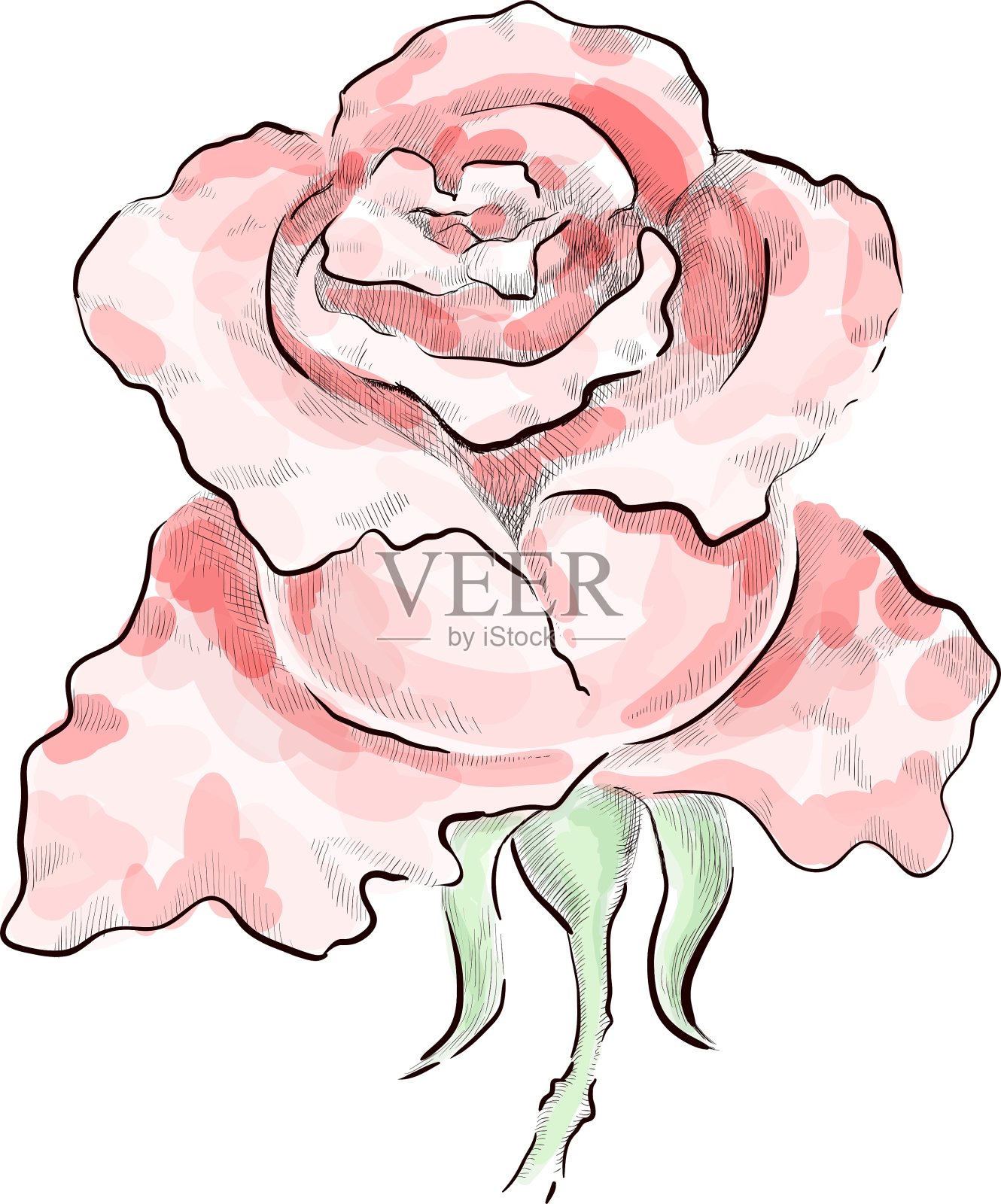 装饰的红玫瑰插画图片素材