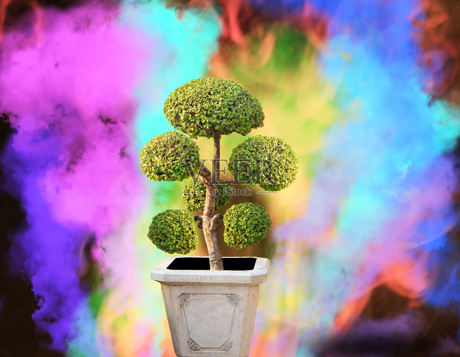 盆景树在天然盆中，远离烟雾背景。剪裁部分照片摄影图片