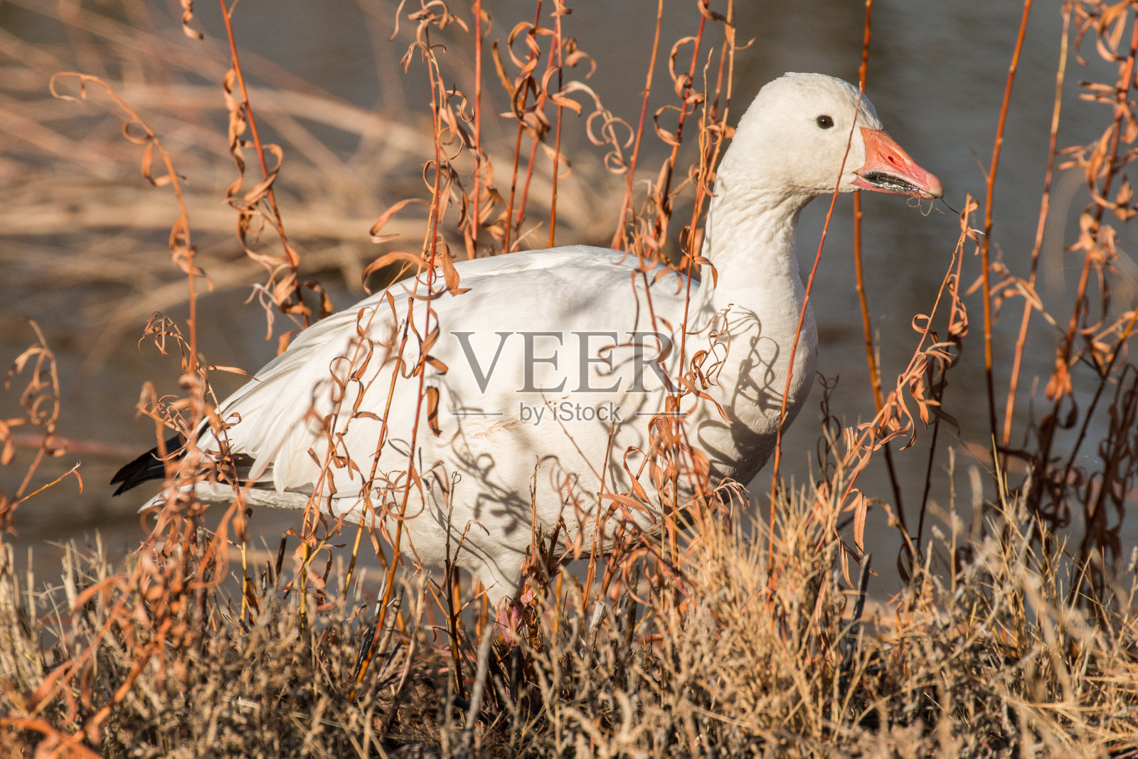 雪雁照片摄影图片