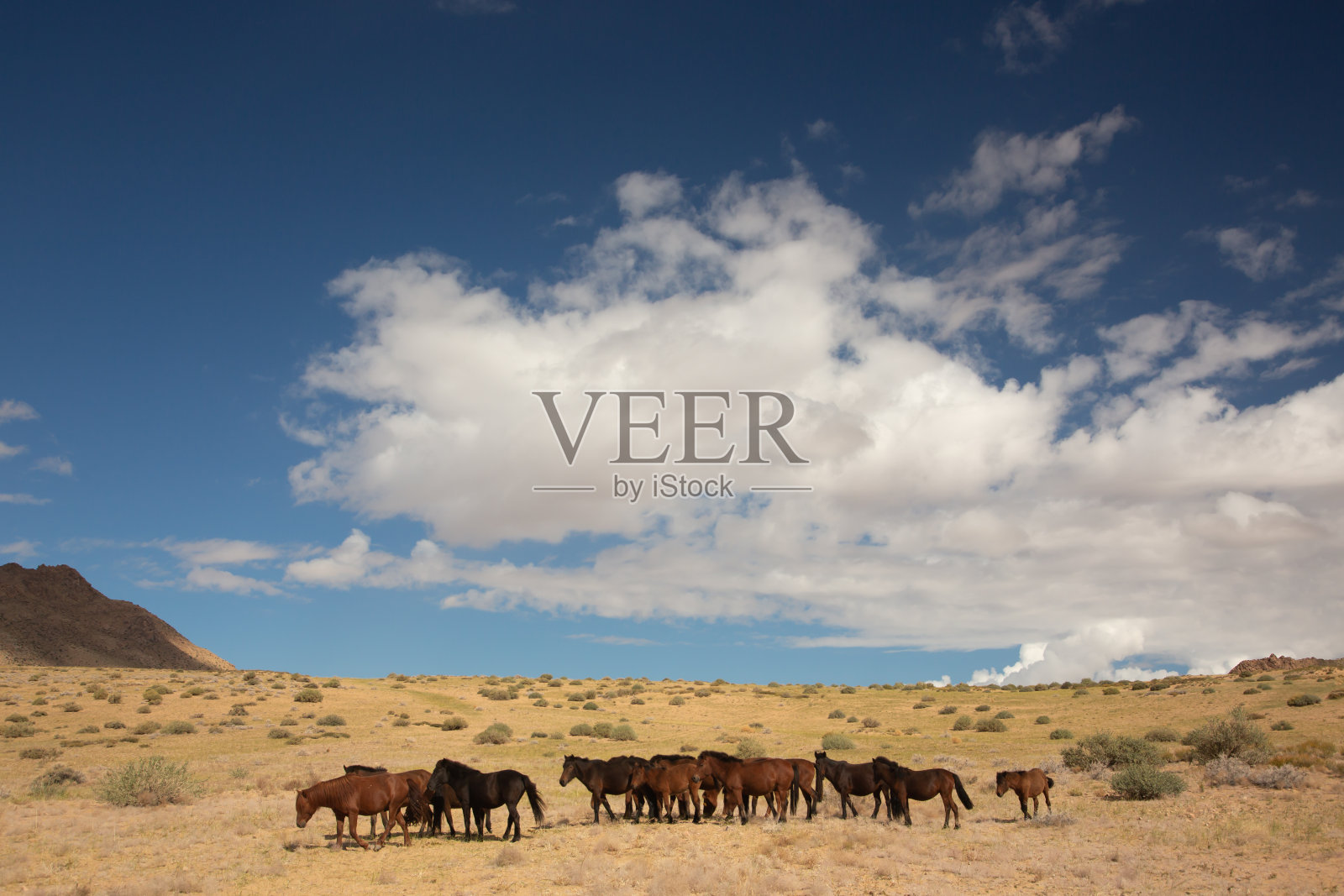 蒙古大草原的景色照片摄影图片
