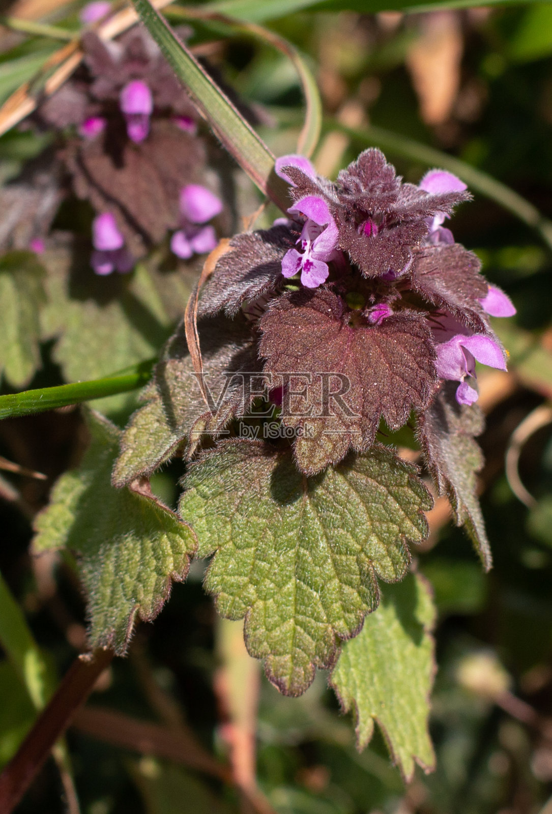 英格兰恩斯福德的紫死荨麻照片摄影图片