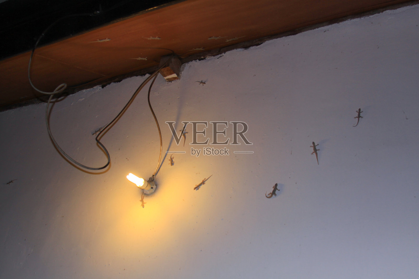 壁虎蜥蜴墙上的灯泡照片摄影图片