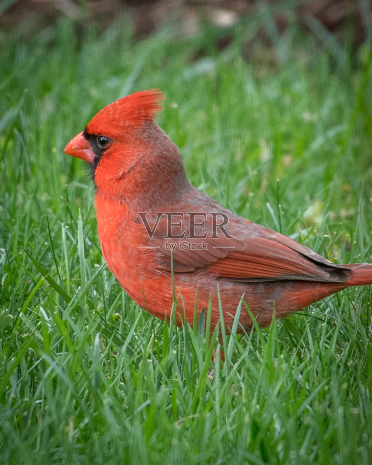 雄性大红雀照片摄影图片