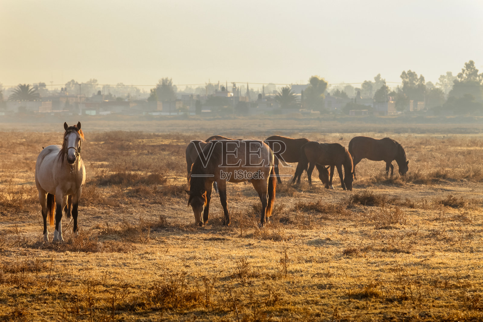 黎明时分，在墨西哥城东南的特拉瓦茨湖生态保护区，一些马在吃草照片摄影图片