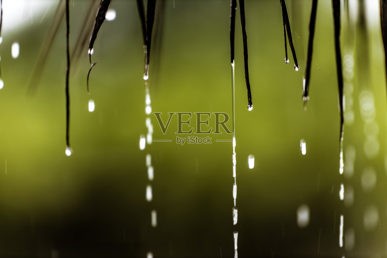 近距离观察从树叶上落下的雨滴。照片摄影图片