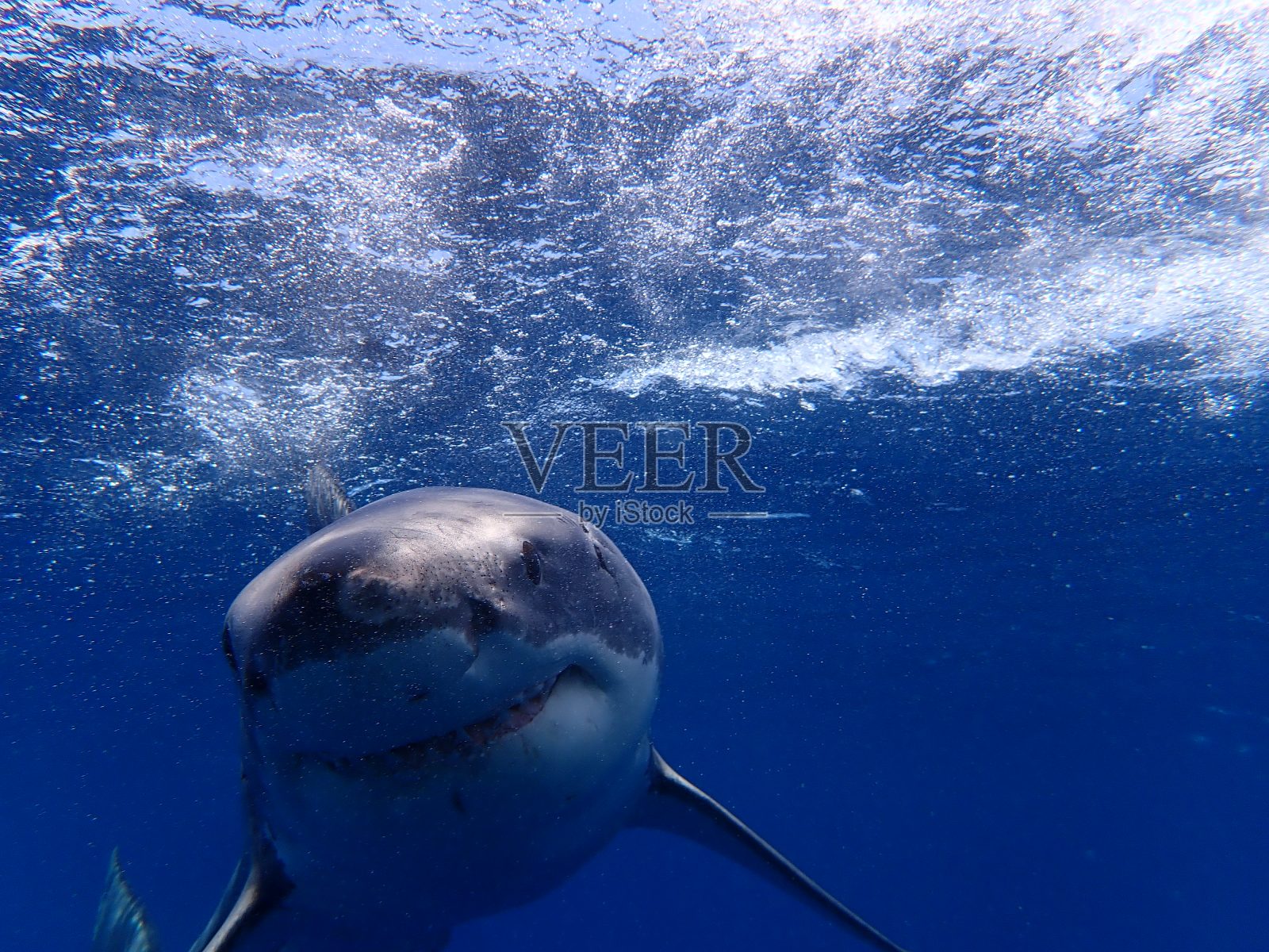 大白鲨照片摄影图片