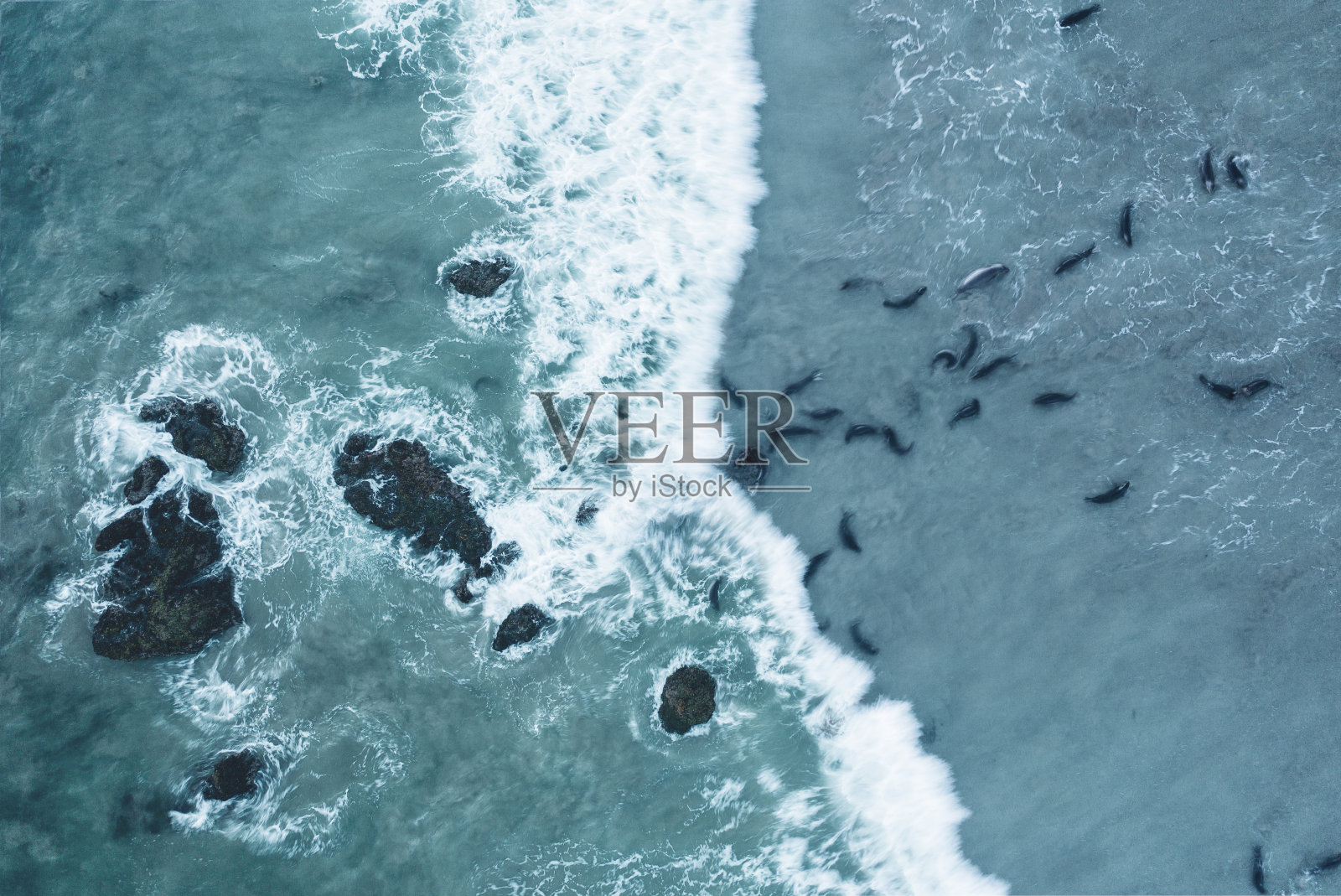 海象在圣西蒙海滩附近的太平洋中游泳照片摄影图片