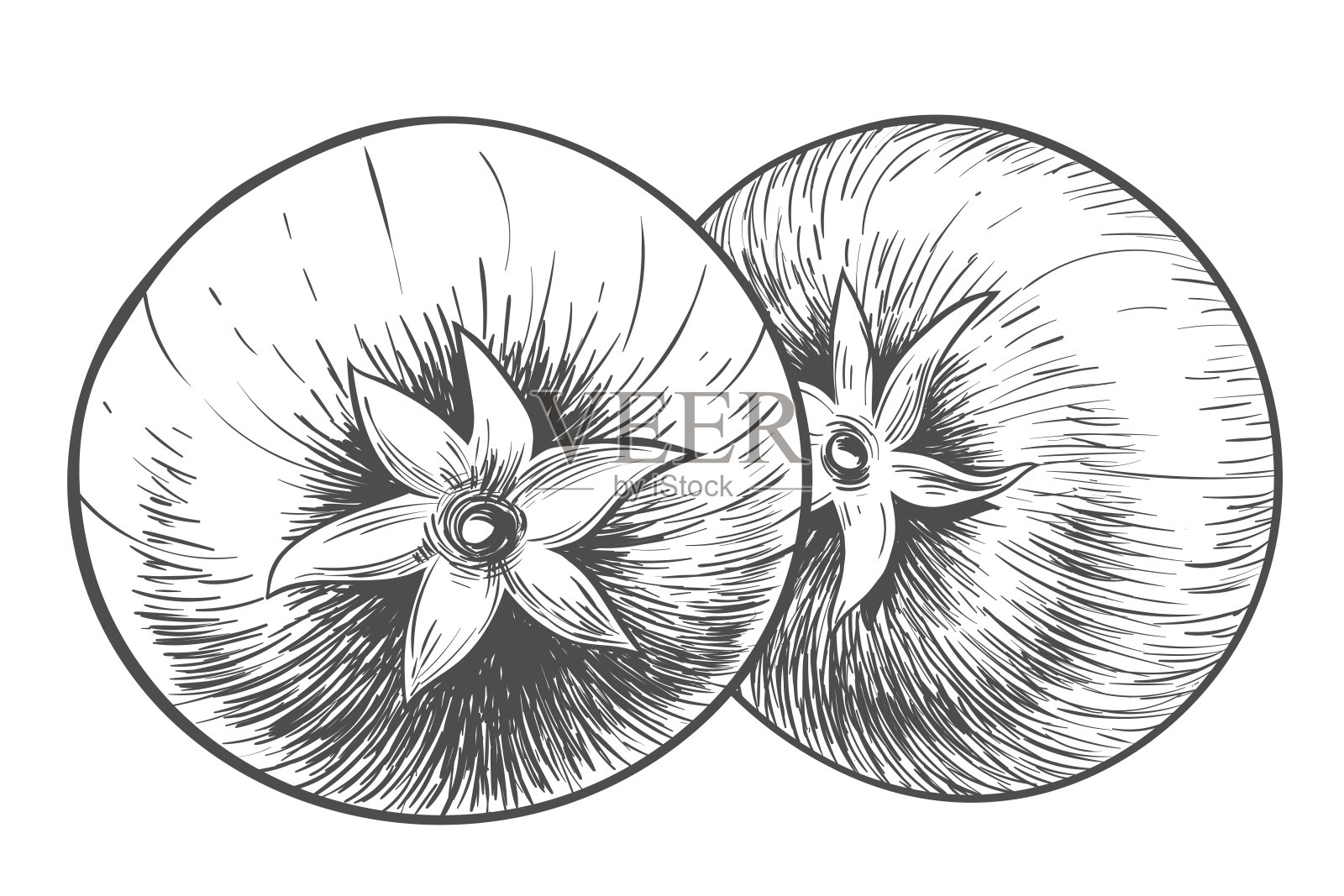 西红柿手绘插图。孤立的番茄插图在雕刻风格。素食的详细示意图。农贸市场产品。插画图片素材