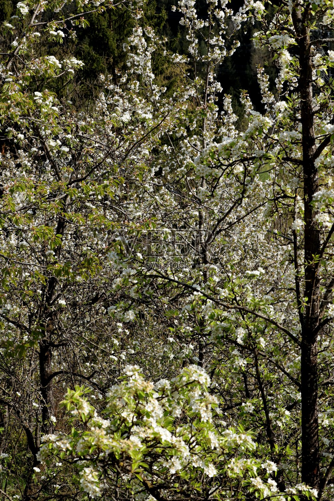 樱桃，苹果和梨花照片摄影图片
