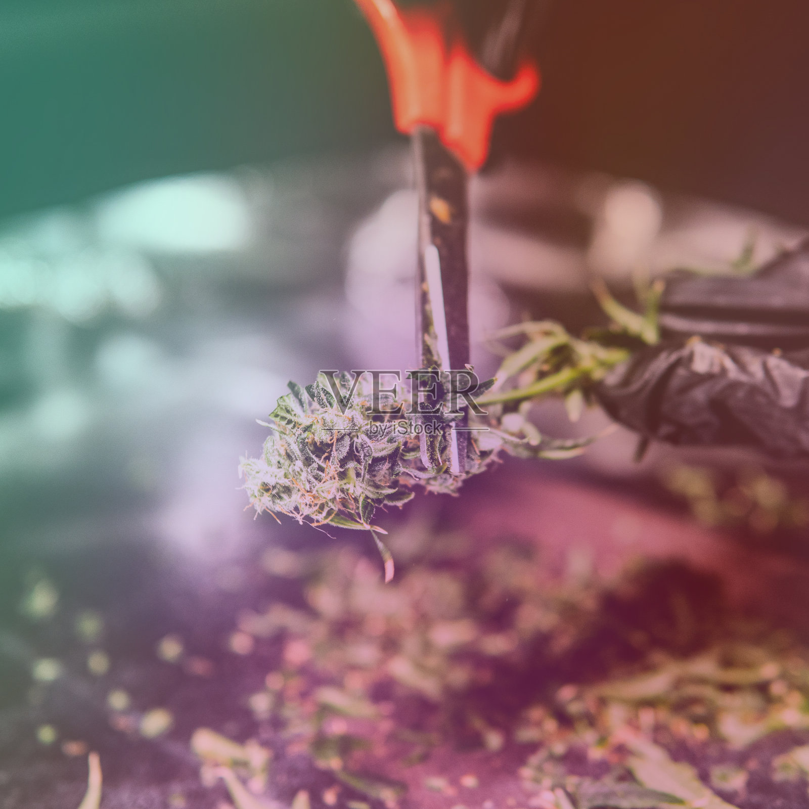 在男性手中检查新鲜的大麻花蕾。修剪医用大麻照片摄影图片