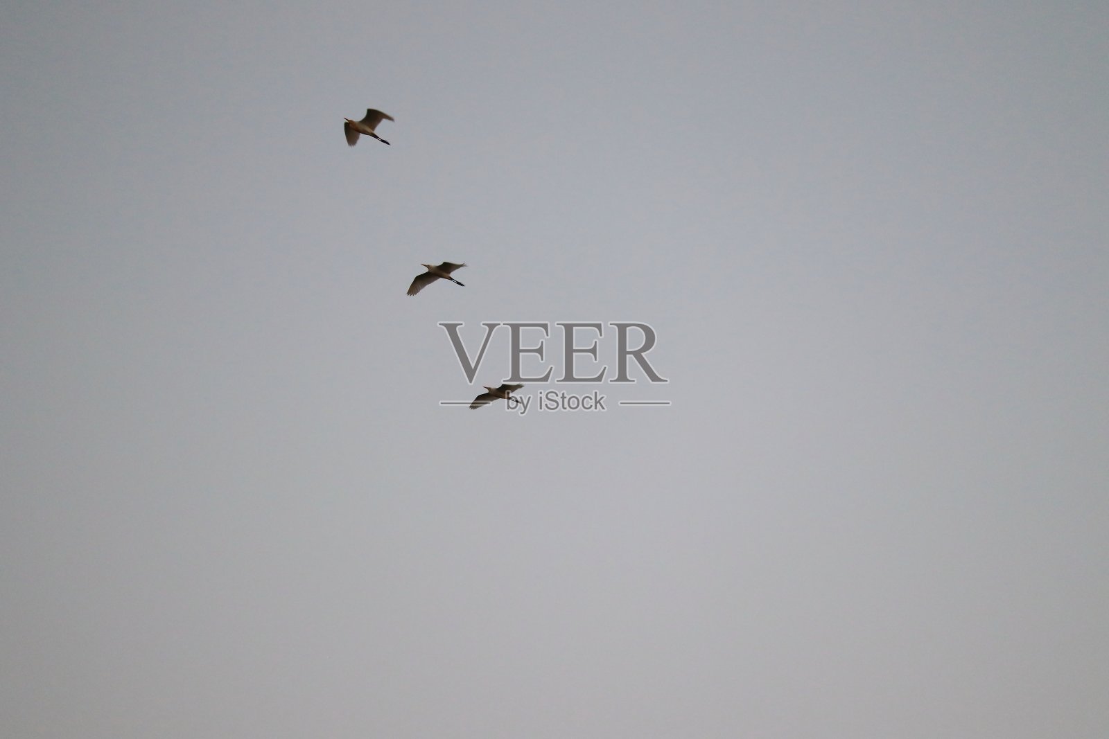 三只大白鹭(白鹭)在天空中飞翔，，鸟的背景照片摄影图片