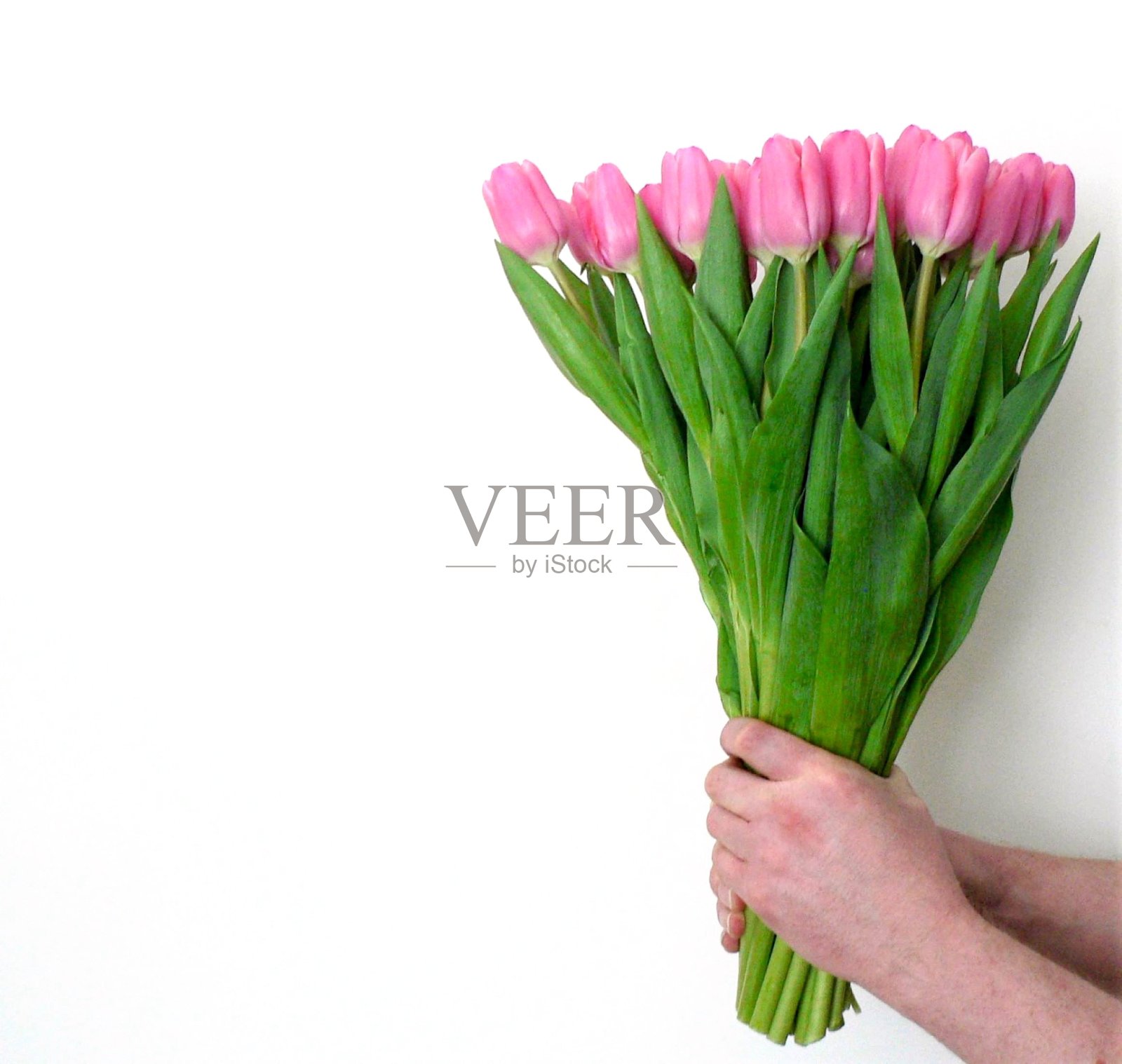 男人的手里拿着一束粉红色的郁金香。背景为婚礼贺卡横幅，母亲节贺卡，妇女节，生日。照片摄影图片