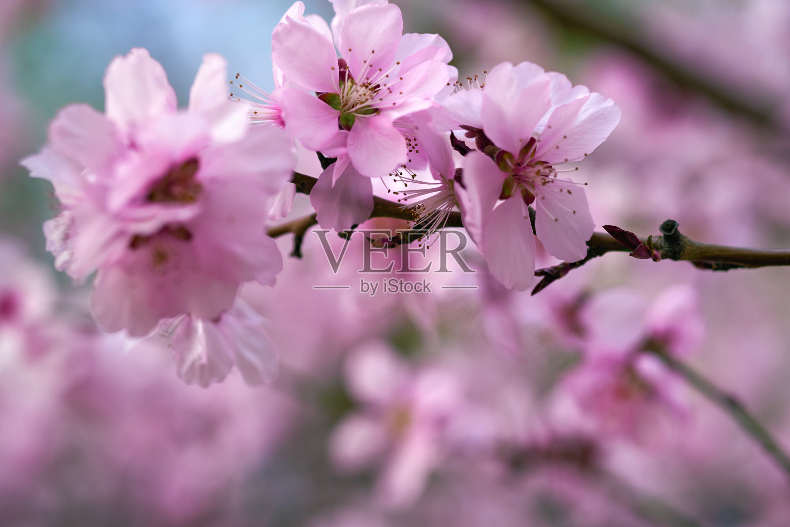 美丽的春天风景-盛开的树木，明亮的粉红色和白色的花作为背景照片摄影图片