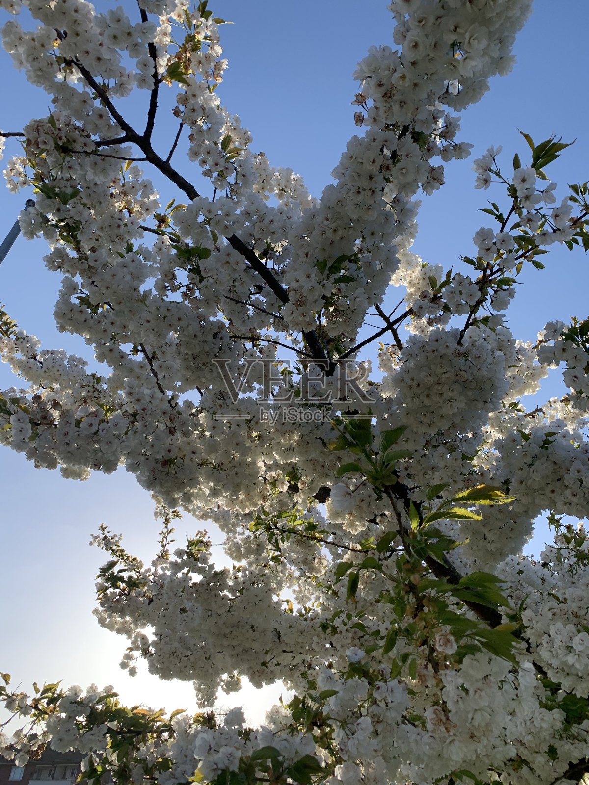 春天的时间照片摄影图片