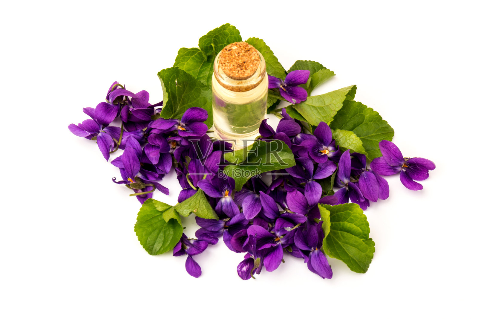 多年生草本植物——飞机堇菜。春天紫色的紫罗兰近了照片摄影图片