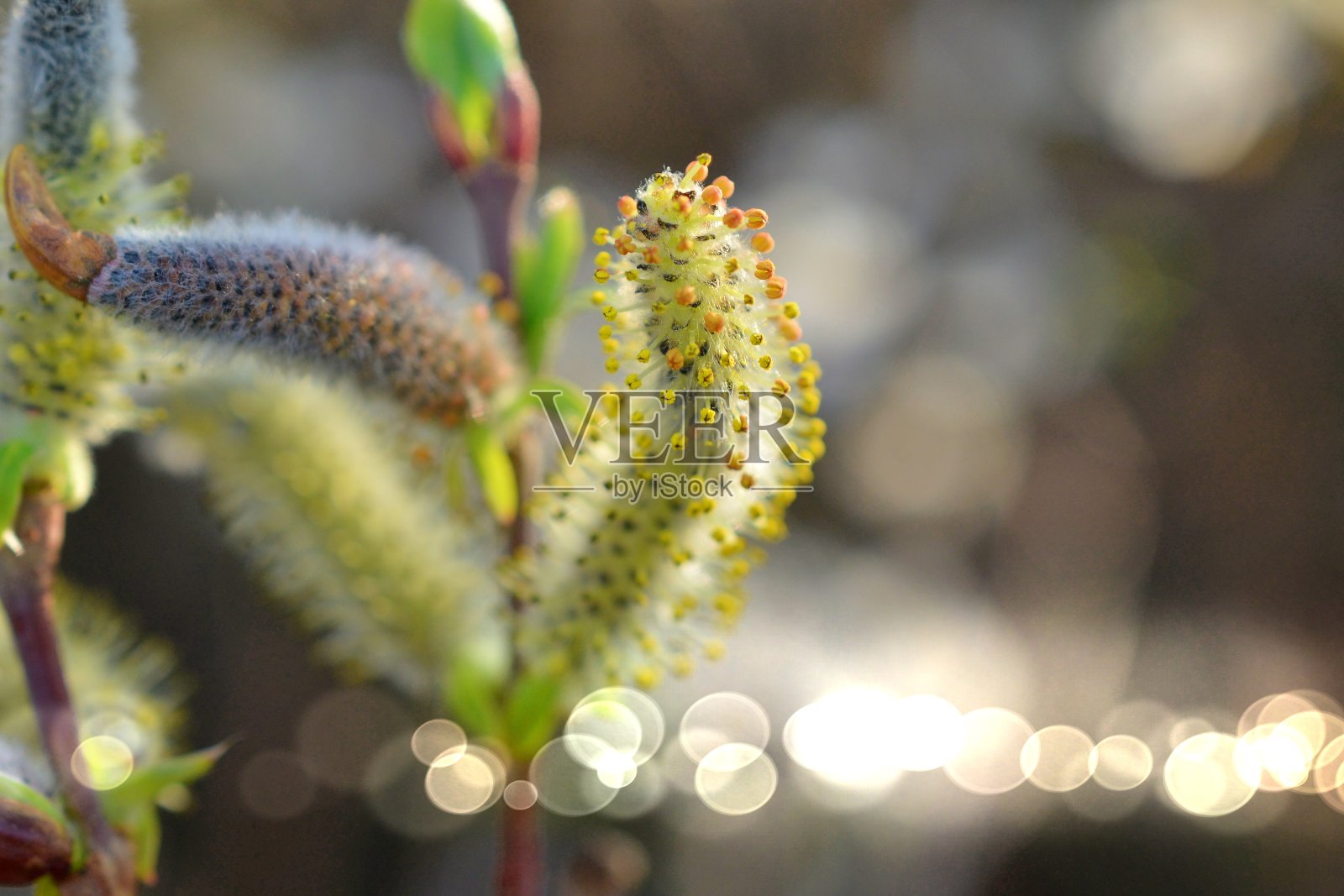 近距离的柳树花的形象照片摄影图片