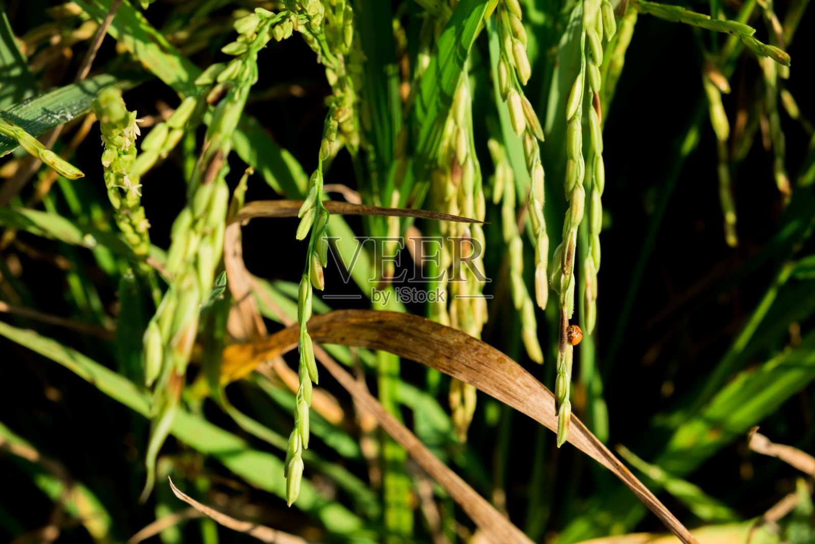 近距离观察生长有机茉莉稻田与瓢虫在夏季上午在泰国农村。照片摄影图片