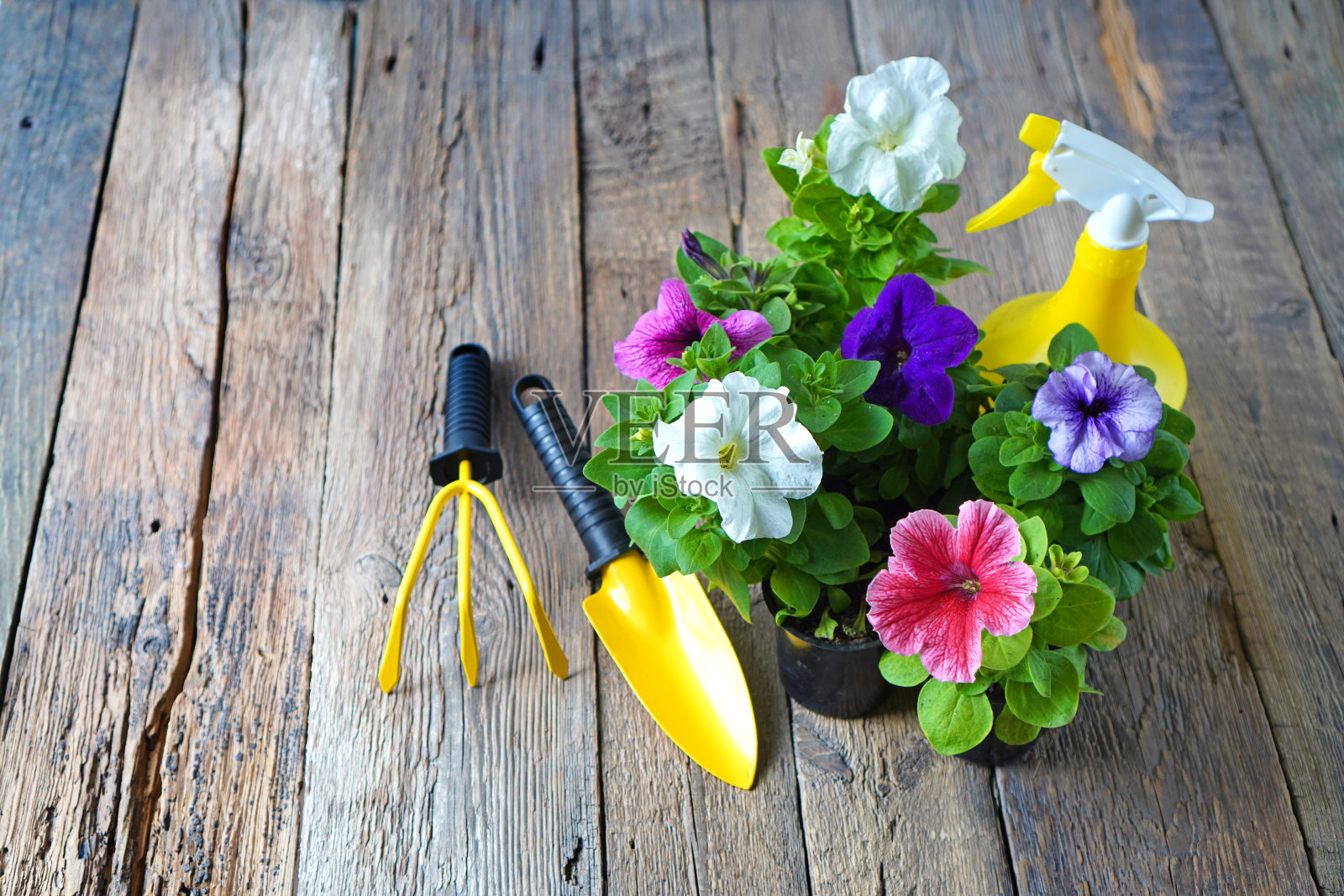 花园工具墙纸与花园设备和矮牵牛花在木制背景。照片摄影图片