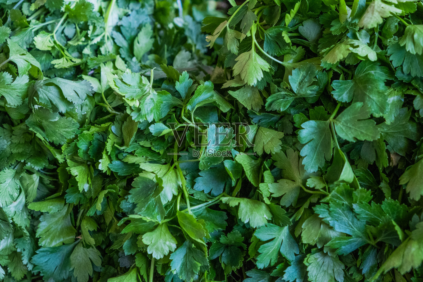盒子里装着新鲜的绿欧芹枝条。照片摄影图片