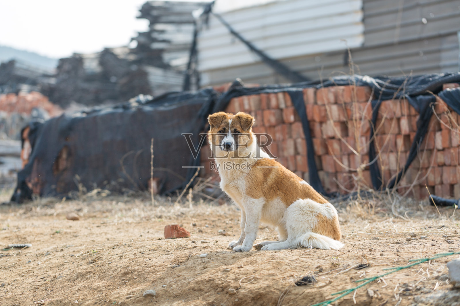黄白色的花狗在秋冬的树林里照片摄影图片