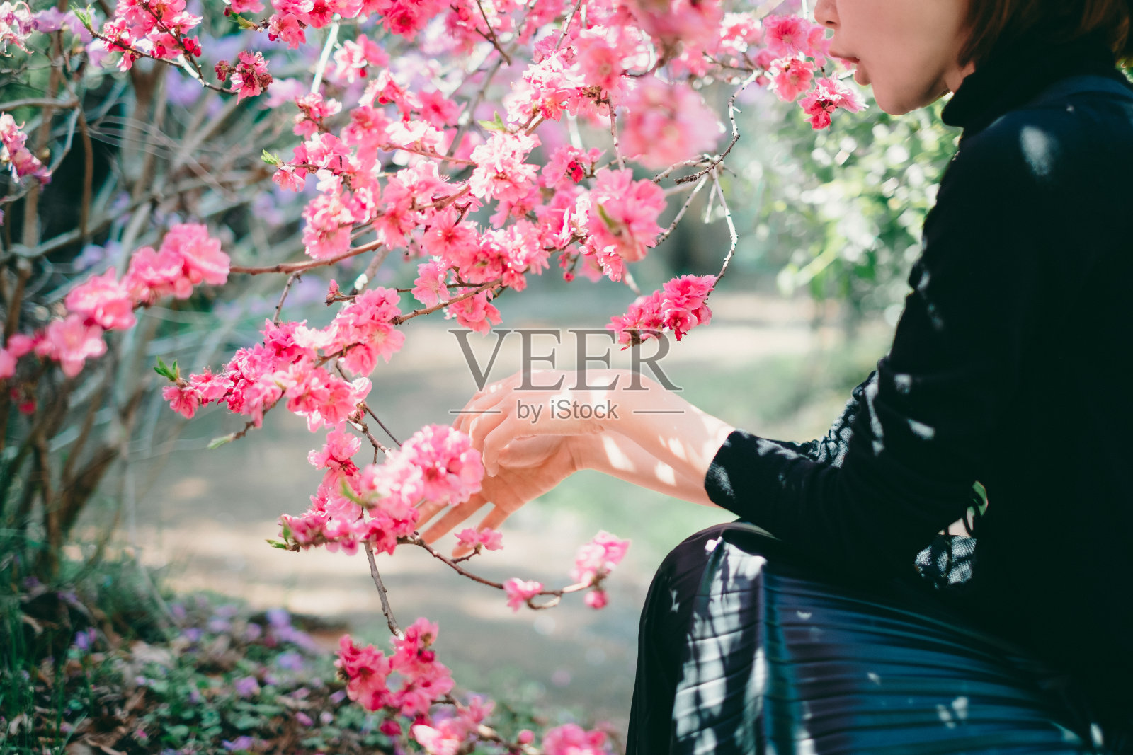 坐在樱花周围的女人照片摄影图片