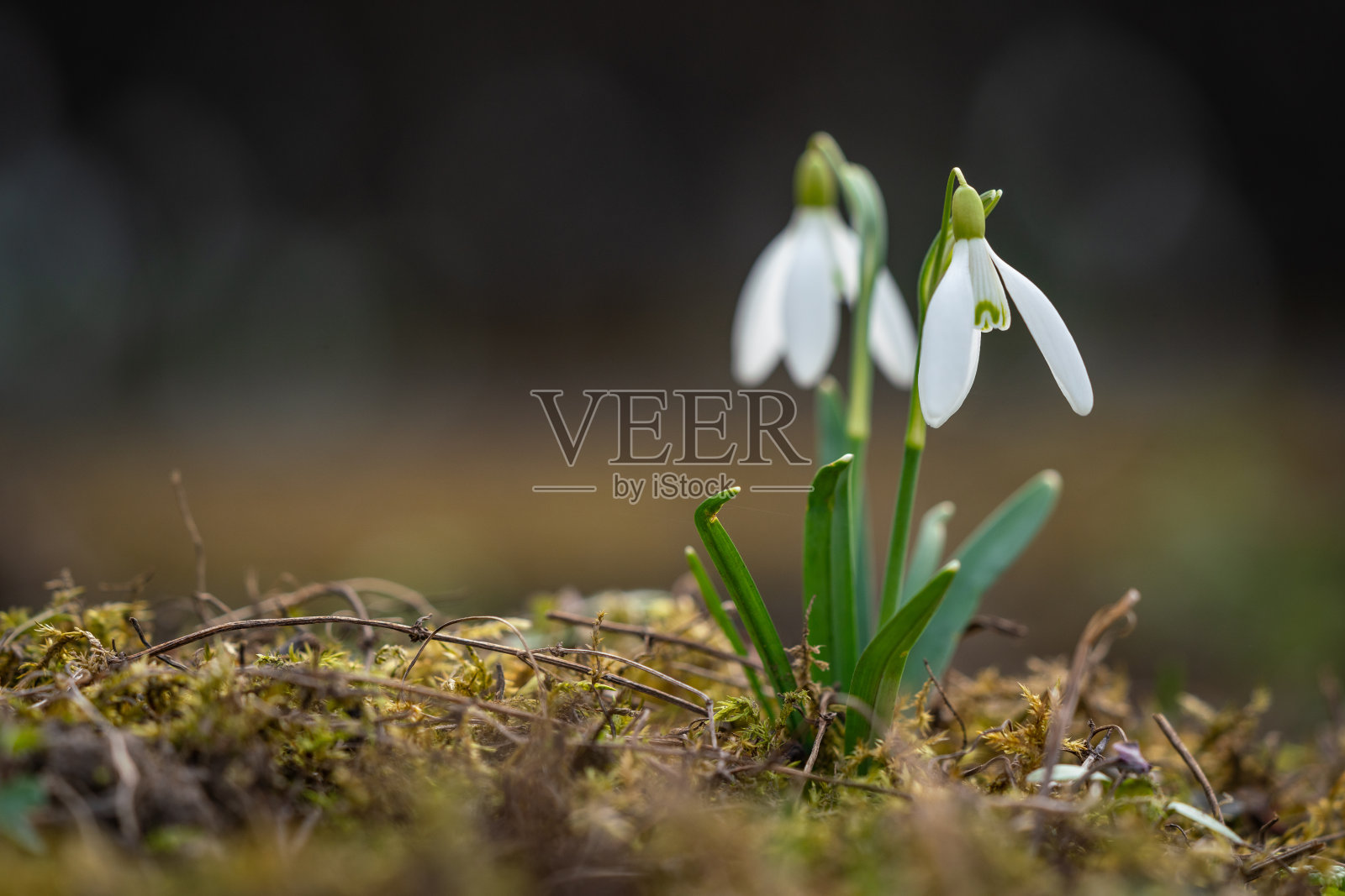 雪花莲是春天的第一朵花照片摄影图片