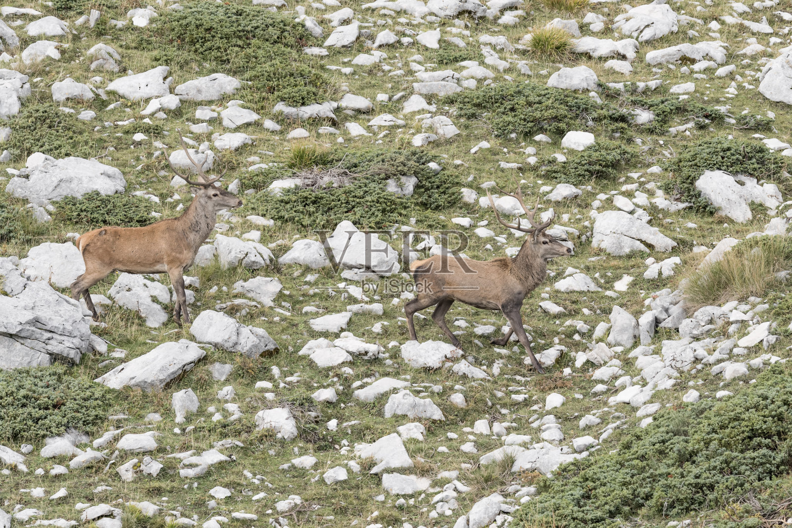 两只穿过阿尔卑斯山脉的雄马鹿(鹿)照片摄影图片