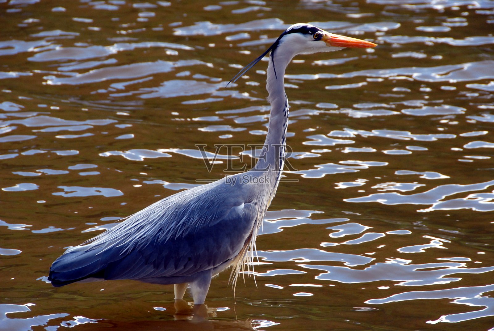 灰鹭照片摄影图片