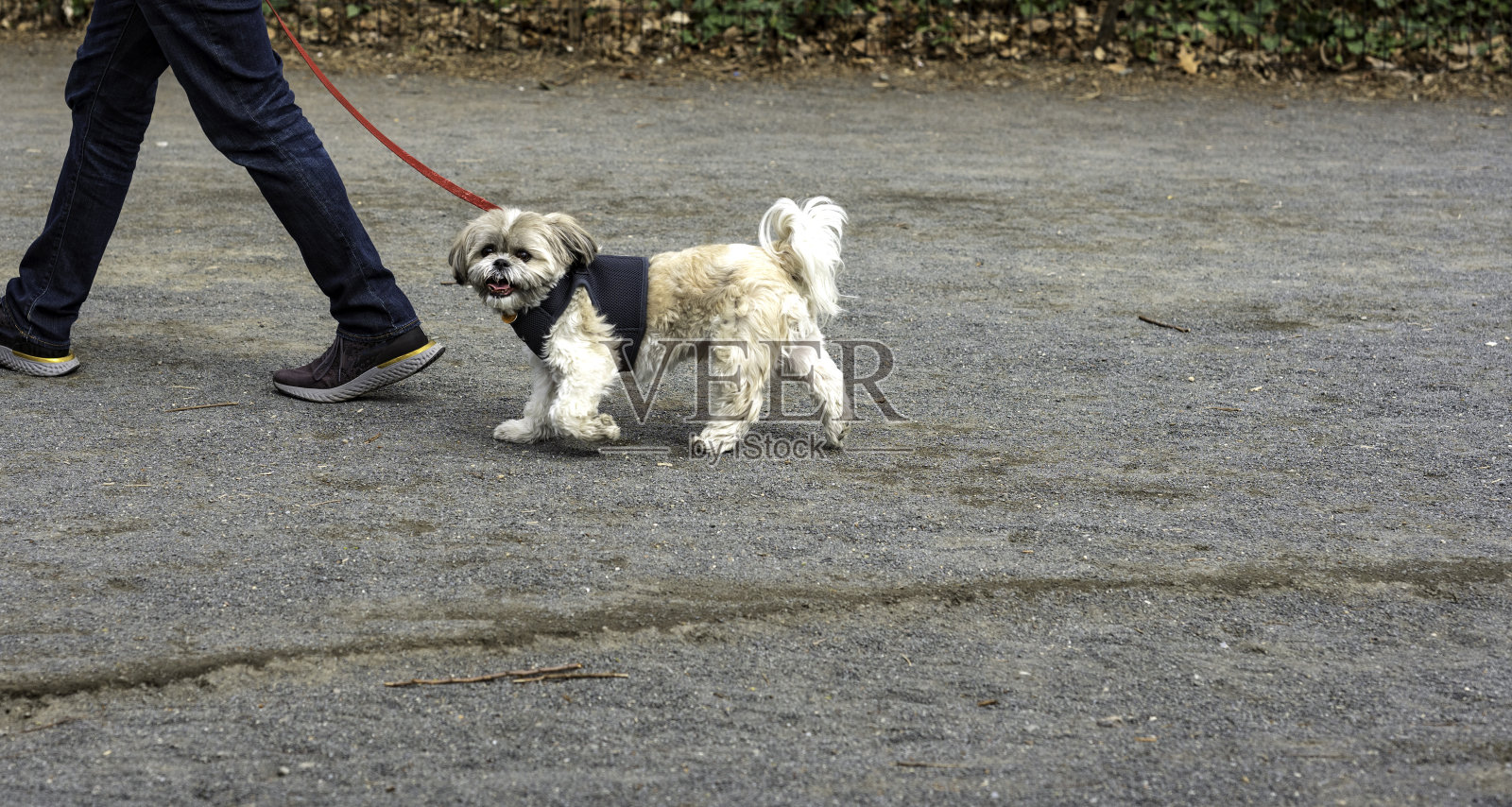 弯着爪子看相机的小狗照片摄影图片