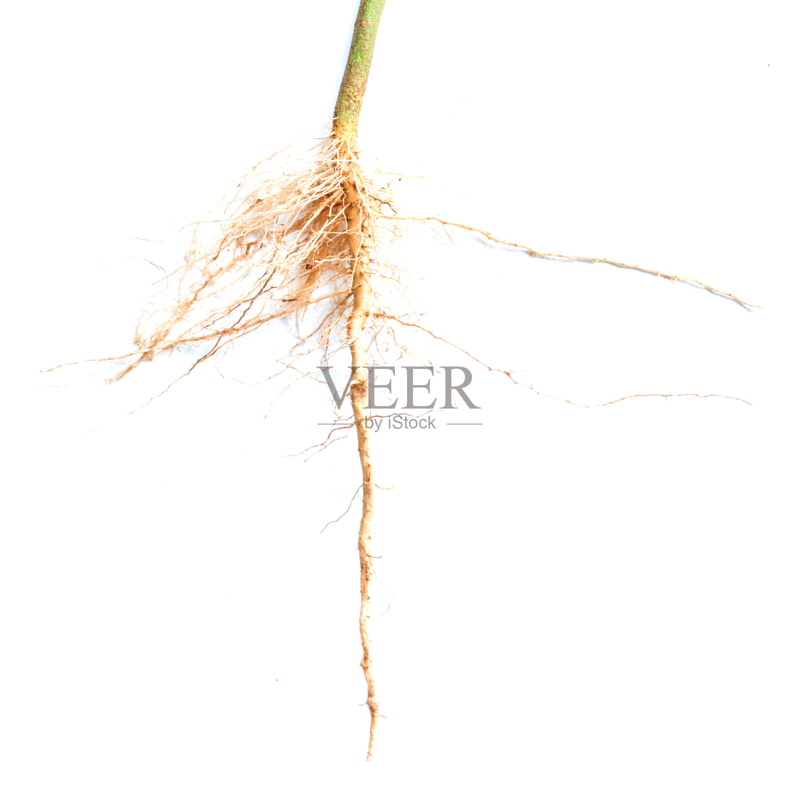 在白色背景上孤立的树根。照片摄影图片