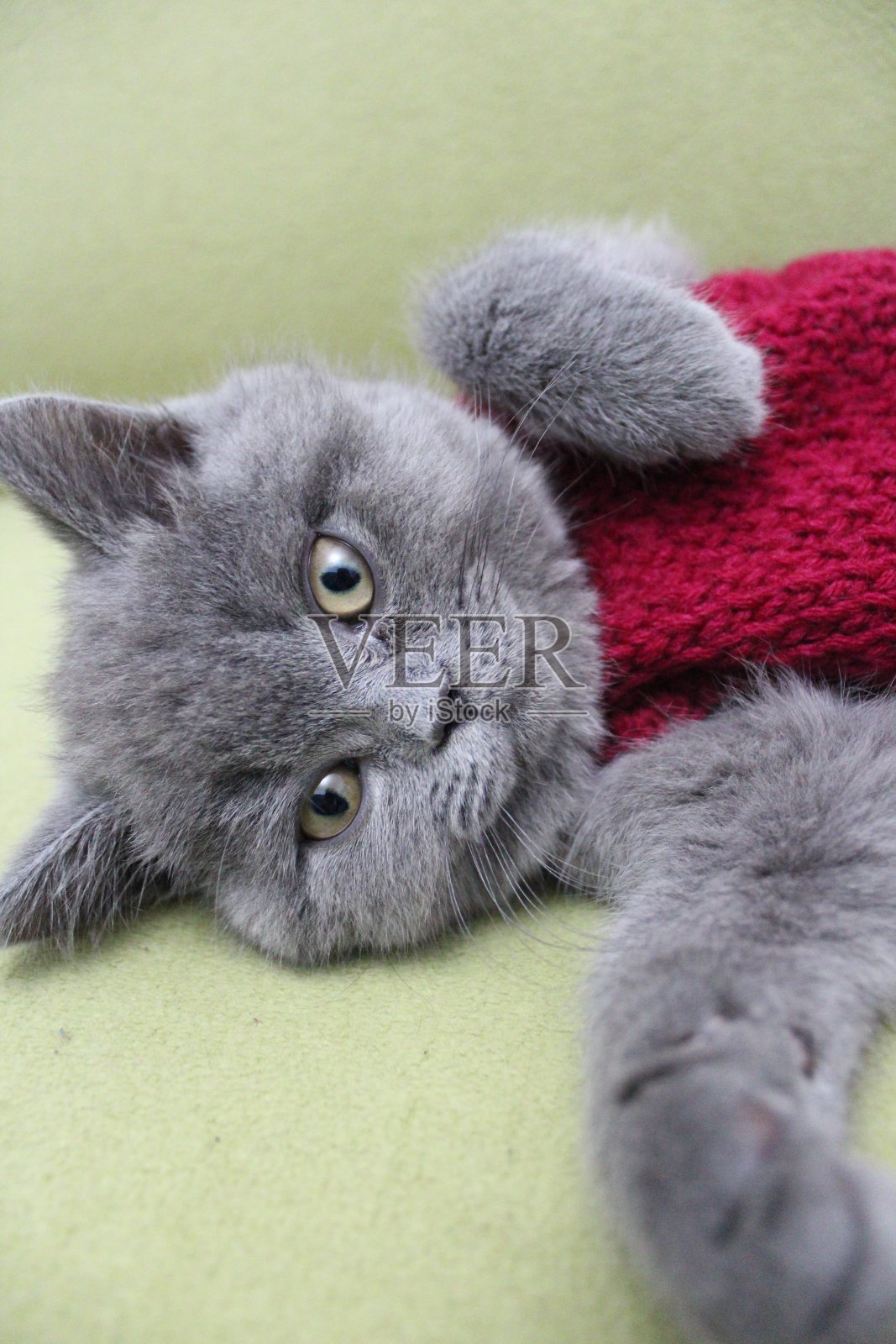 可爱的英国短毛猫，穿着红色背心躺在沙发上，看着镜头和睡着的小猫照片摄影图片