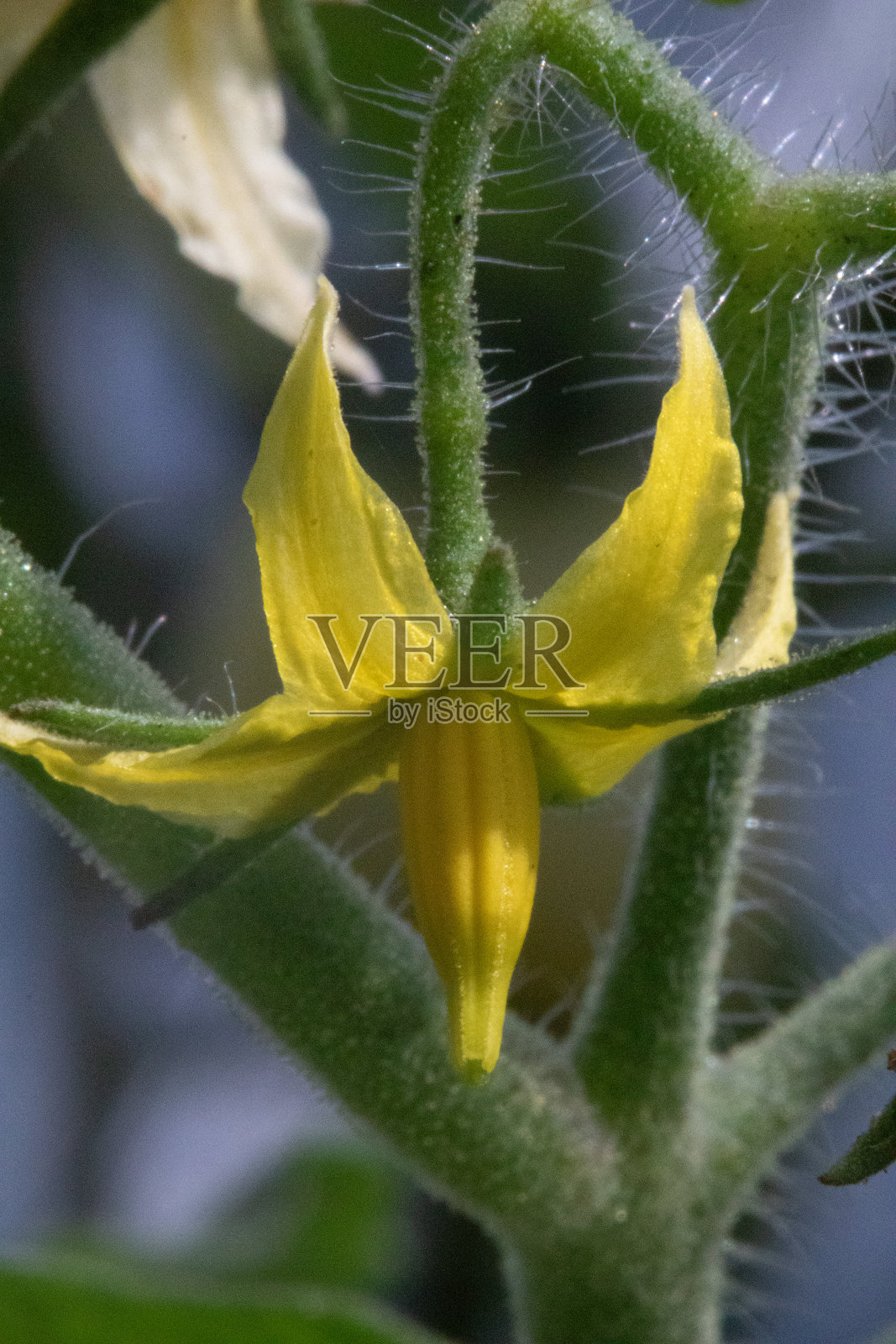 黄色的花照片摄影图片