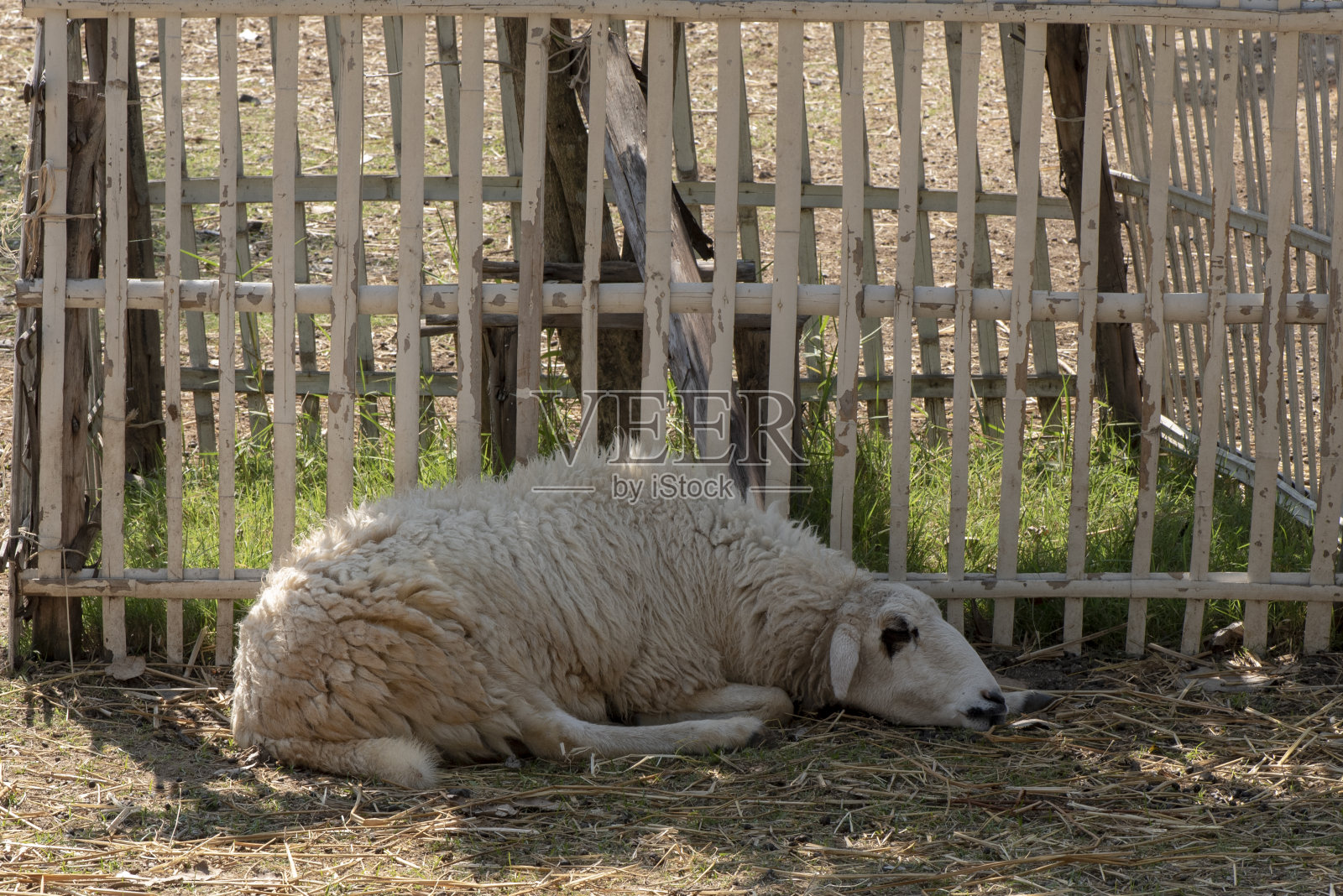 羊在农场吃草。照片摄影图片