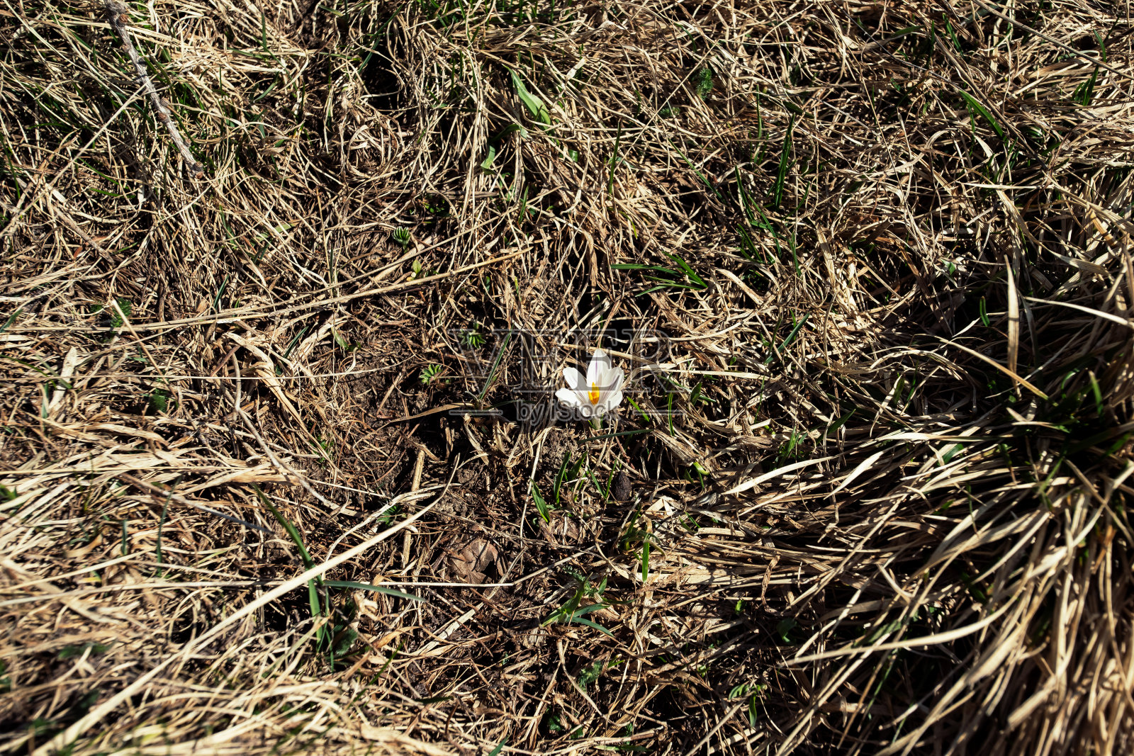 番红花照片摄影图片