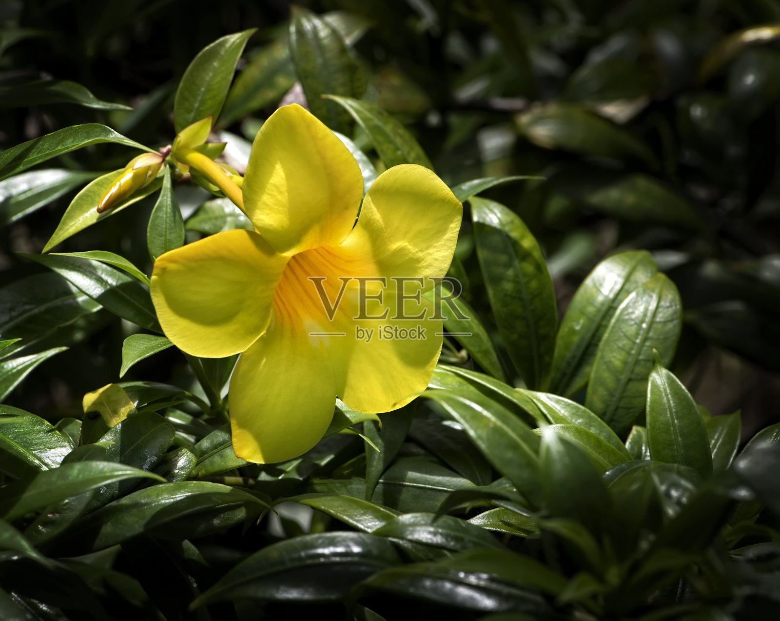 波多黎各的黄色Allamanda Flower照片摄影图片