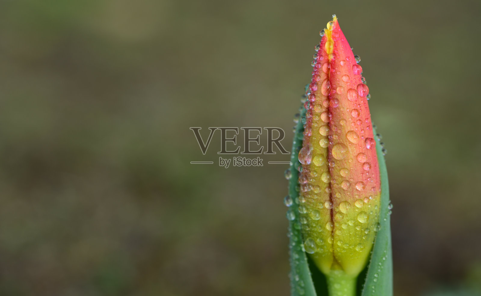 特写的花蕾的粉红色郁金香对绿色的背景与文字空间照片摄影图片