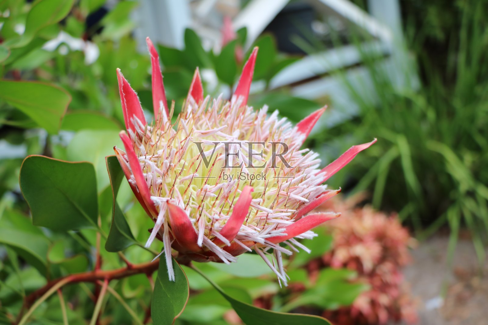 澳大利亚西部的海葵照片摄影图片