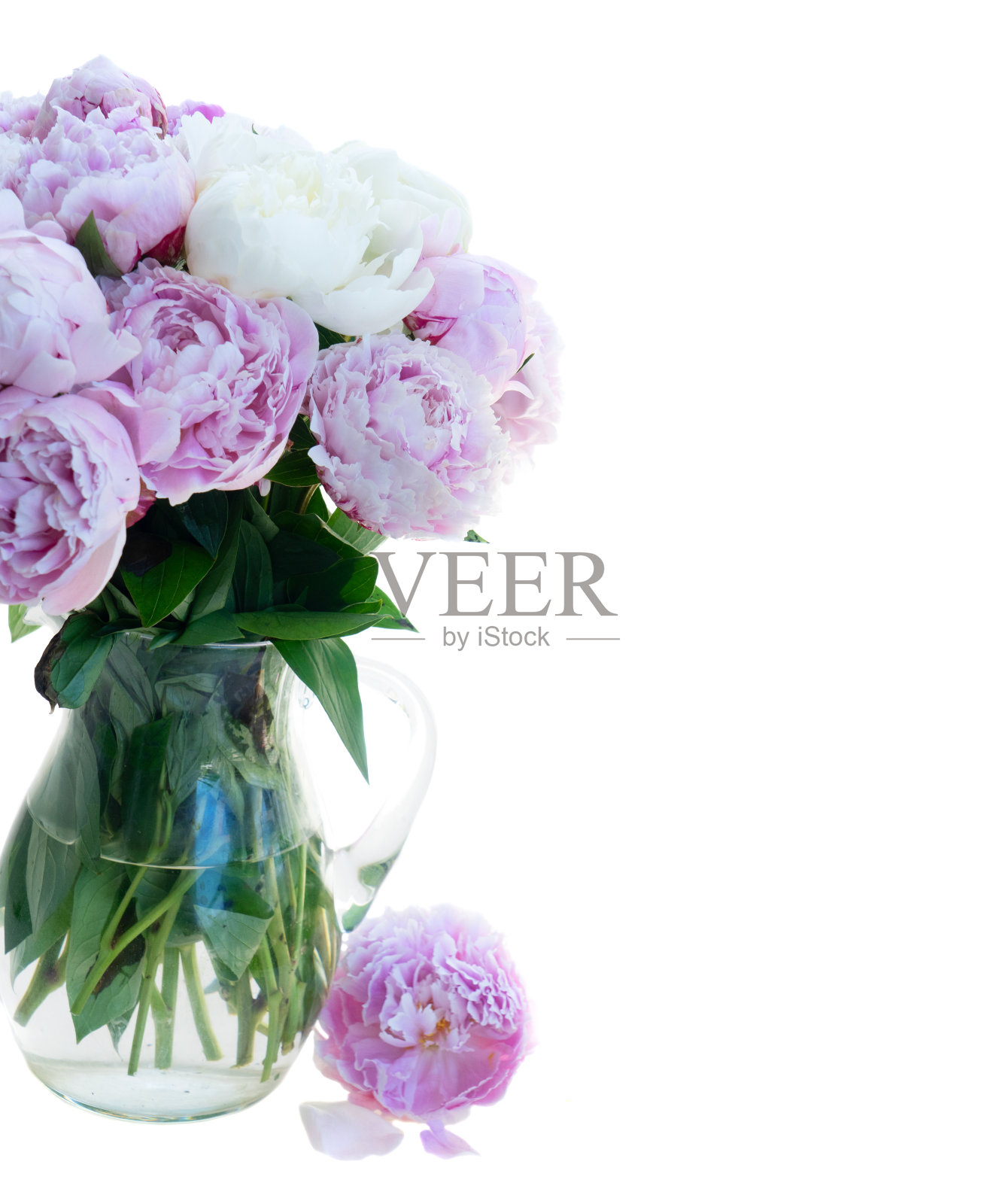 新鲜的牡丹花朵照片摄影图片