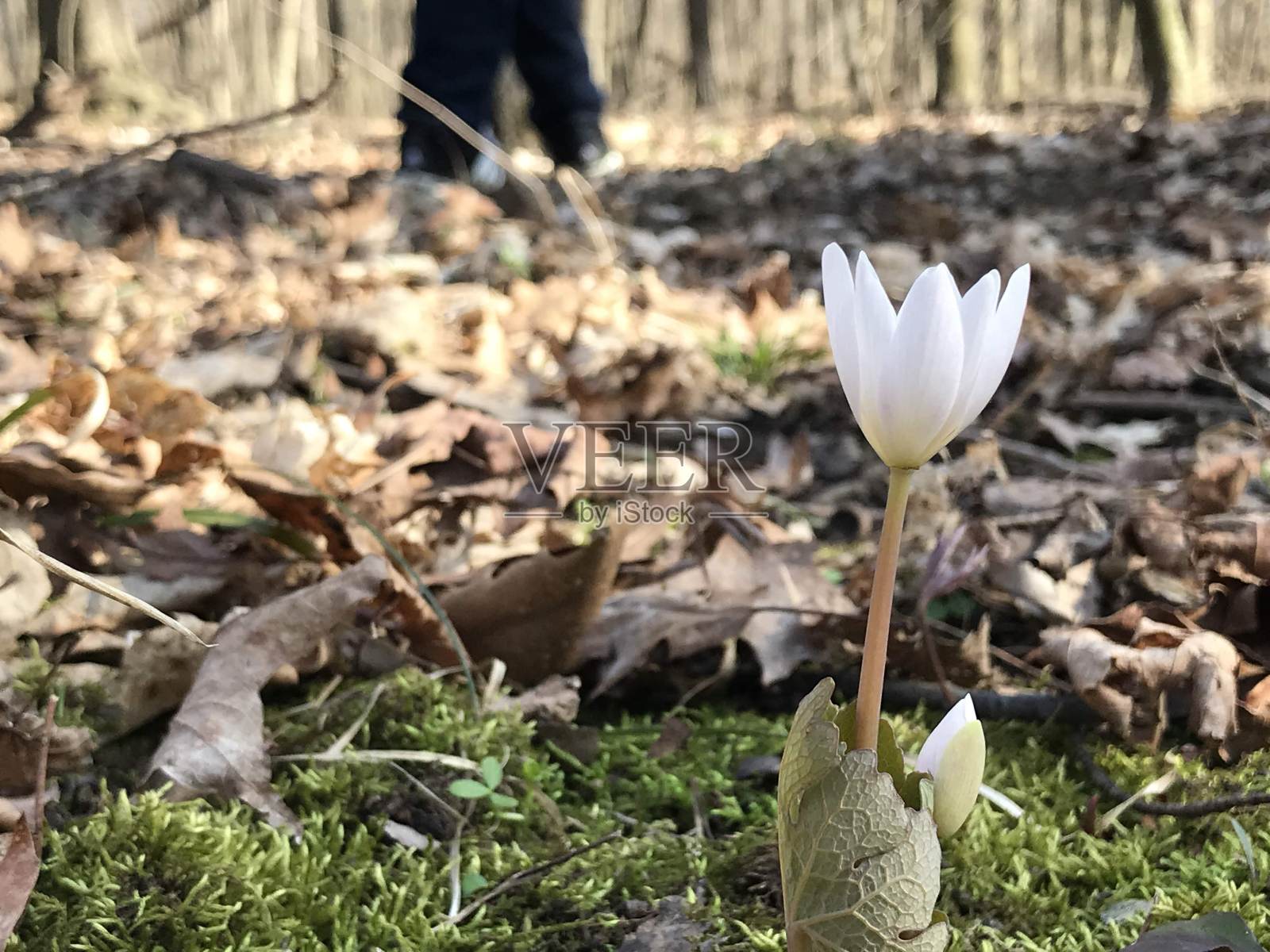 早春野花。美洲血根草。照片摄影图片