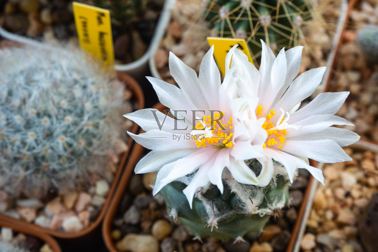 花的浅粉红色的花照片摄影图片