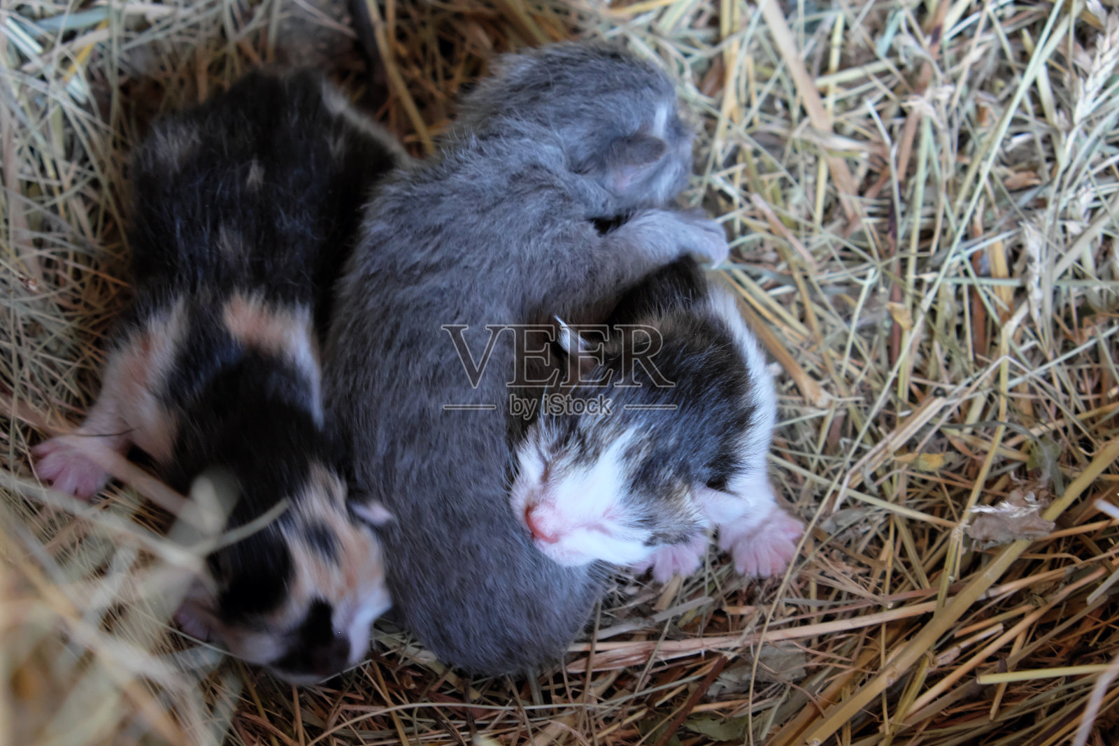 三只小猫正躺在干草上。刚出生的小猫。照片摄影图片